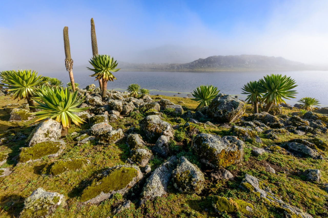 Giant Lobelia plants growing along the rocky shores of a Rift Valley lake, Ethiopia
