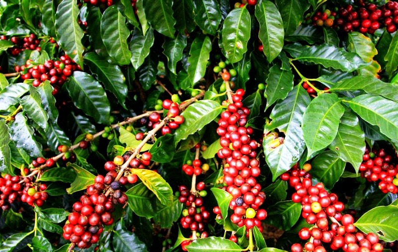 Ripe red coffee cherries growing on branches at a Jimma coffee plantation