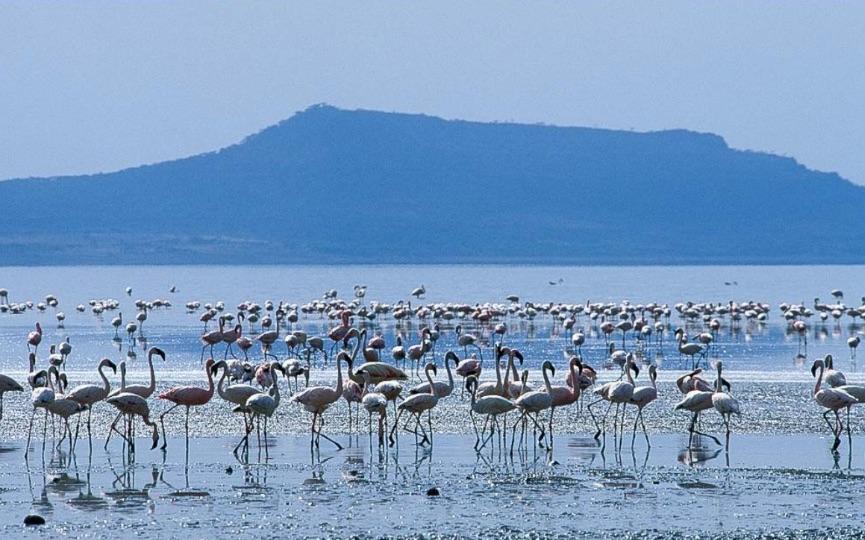 lake abijatta shalla ethiopia flamingos