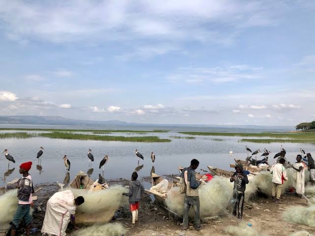 lake hawassa ethiopia fish market marabou storks