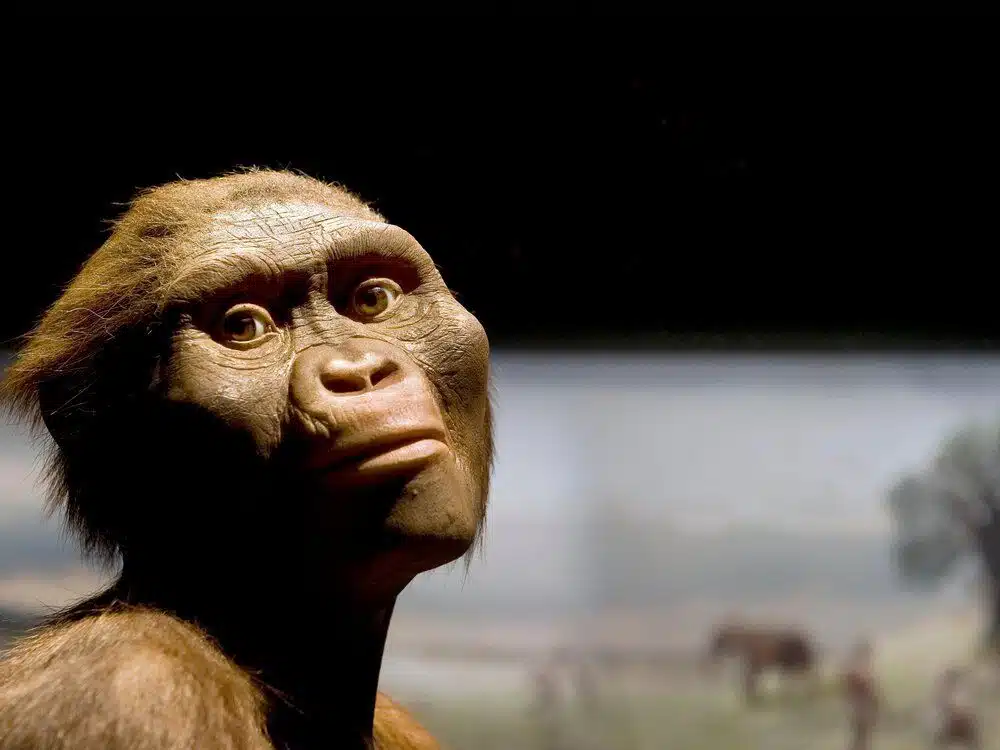Reconstructed model of Lucy, the Australopithecus afarensis fossil discovered in Ethiopia