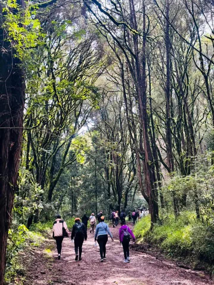 Menagesha Suba Forest Site - Tourist View