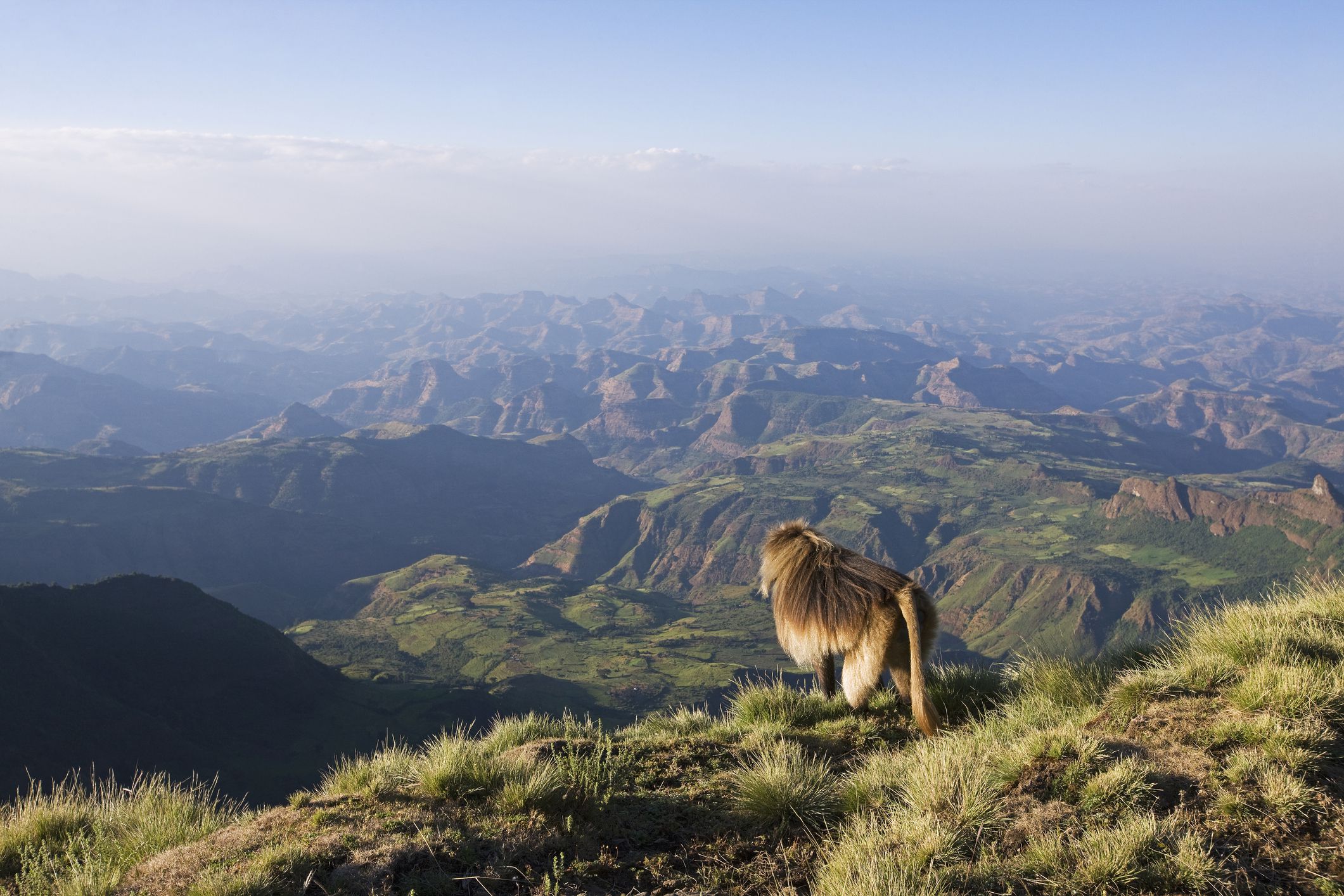 Gelada baboon perched on a ridge overlooking the Simien Mountains valleys