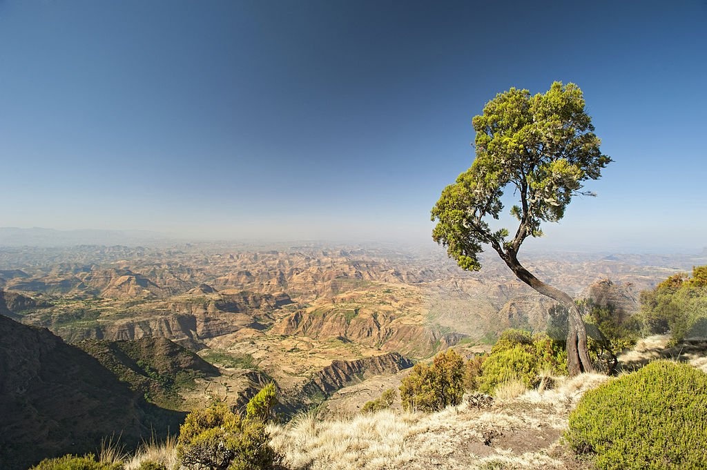 Lone tree overlooking the vast eroded canyons of the Simien Mountains
